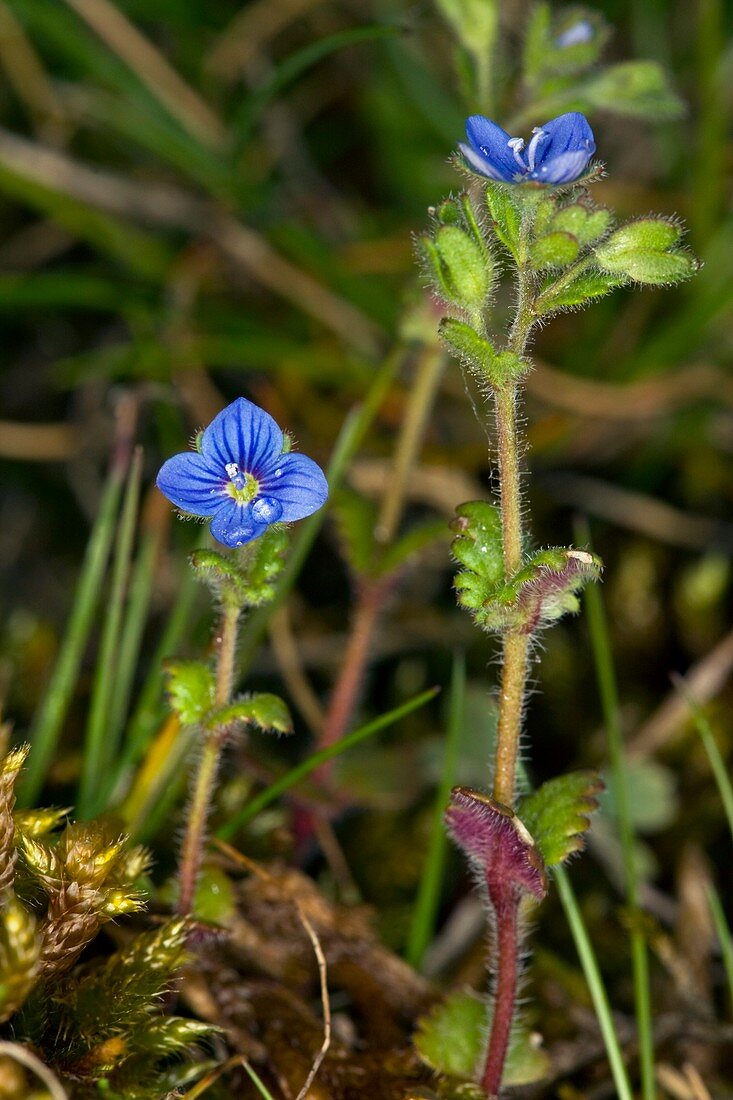 Breckland Speedwell (Veronica praecox)