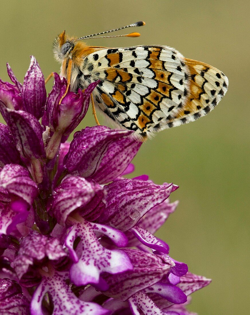 Lady Orchid (Orchis purpurea)