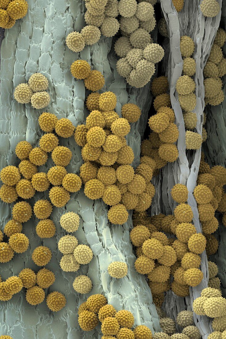 Ragweed pollen grains,SEM