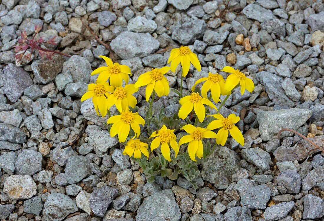 Woolly sunflower (Eriophyllum lanatum)