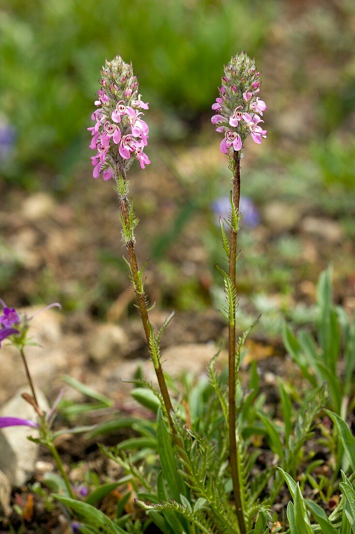 Elephant's head (Pedicularis attolens)