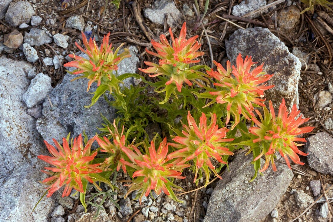 Indian paintbrush (Castilleja applegatei)