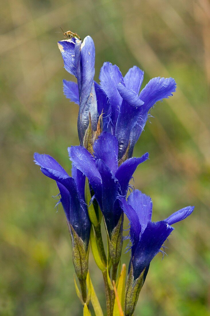 Fringed Gentian (Gentianella ciliata)