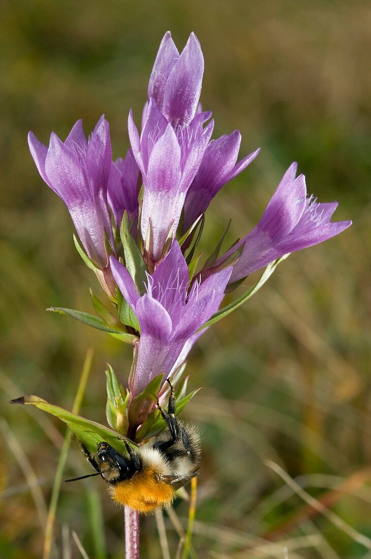 Felwort (Gentianella austriaca)