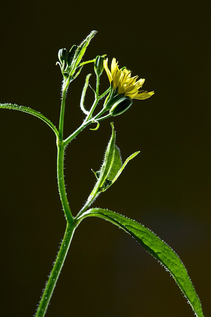 Nipplewort (Lapsana communis)