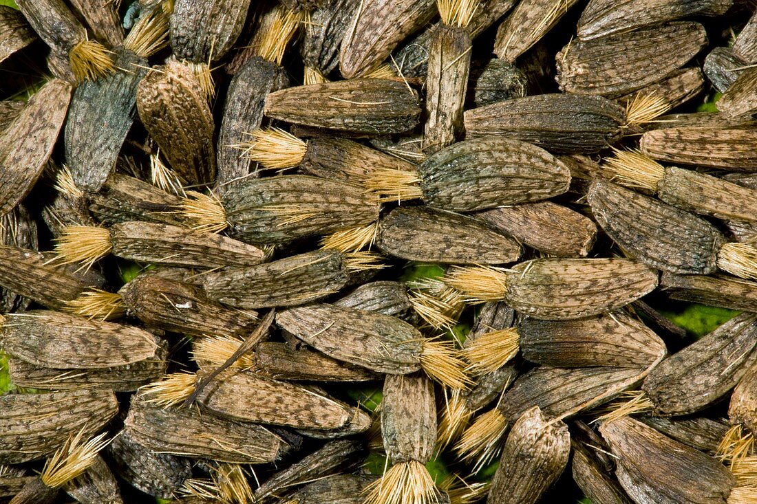 Greater Burdock seeds (Arctium lappa)