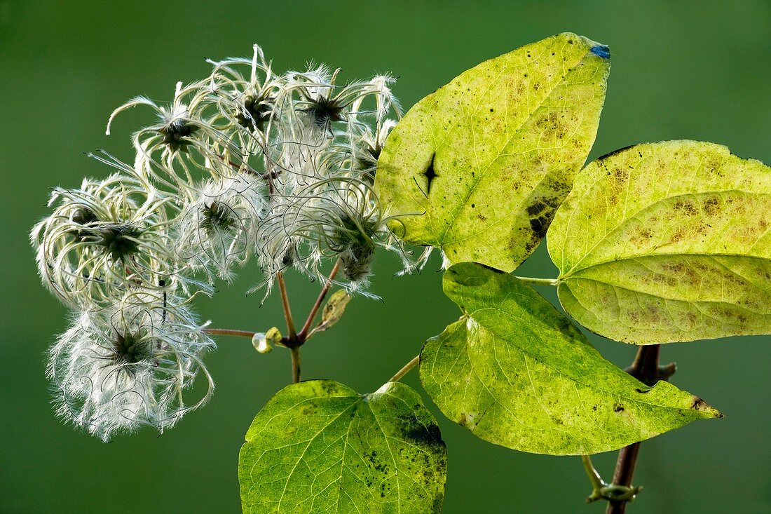 Wild Clematis (Clematis vitalba)