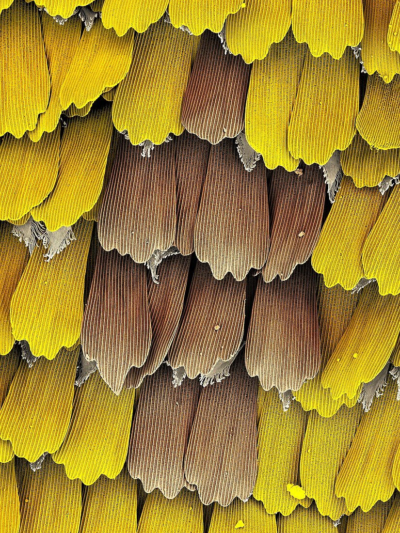 Butterfly wing scales,SEM