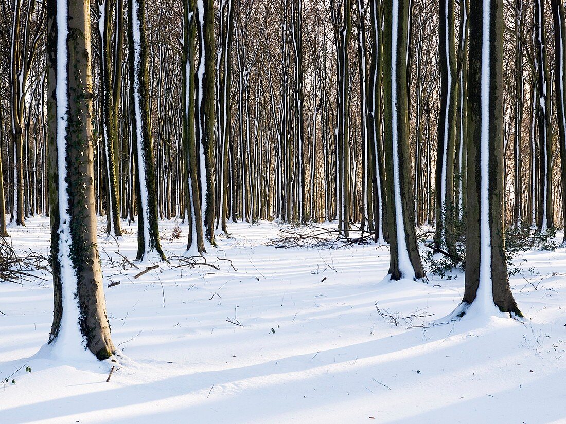 Beech (Fagus) woodland in snow