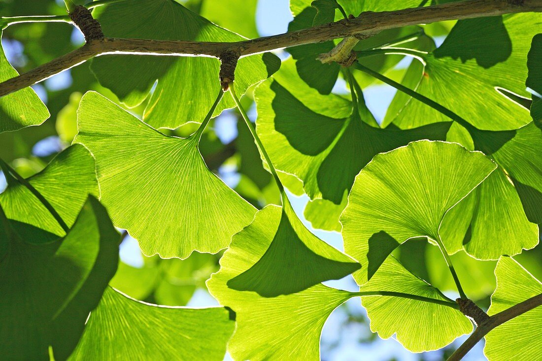 Ginkgo (Ginkgo biloba) leaves
