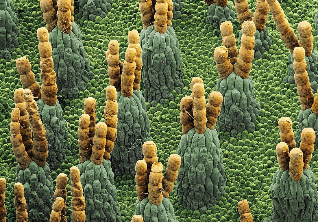 Surface of a water fern