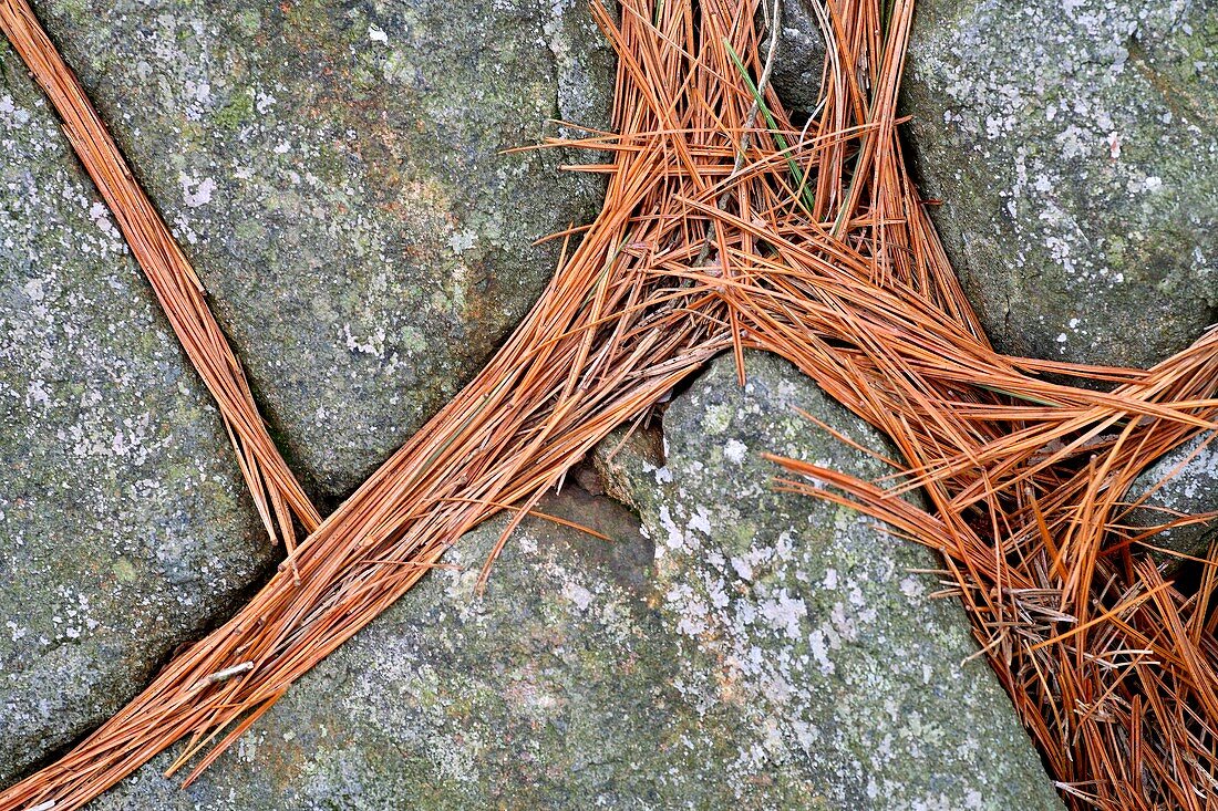 Pine needles on granite rocks