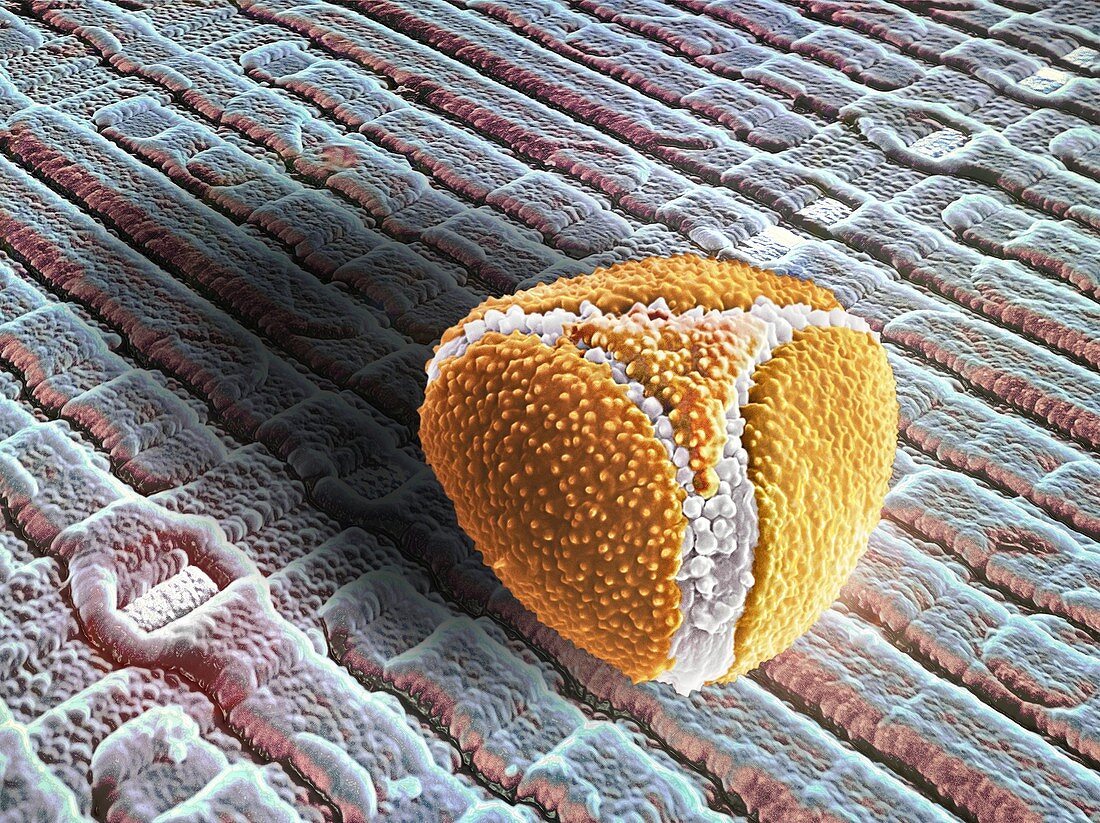 Pollen grain on a chip,SEM