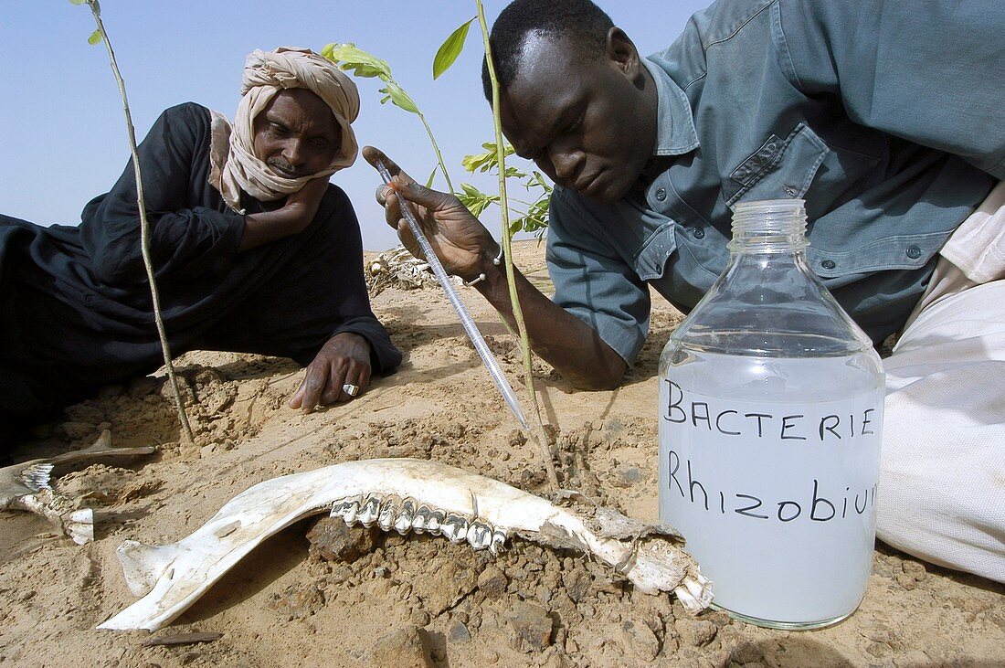 Nitrogen-fixing plants,Senegal
