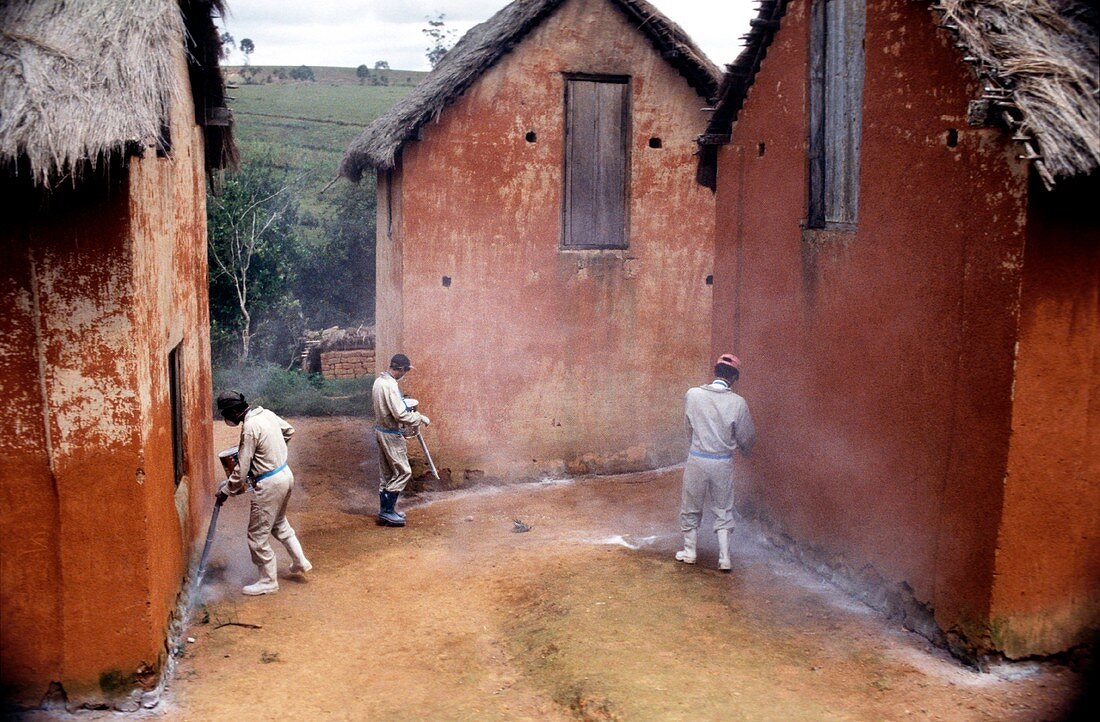 Flea pest control,Madagascar