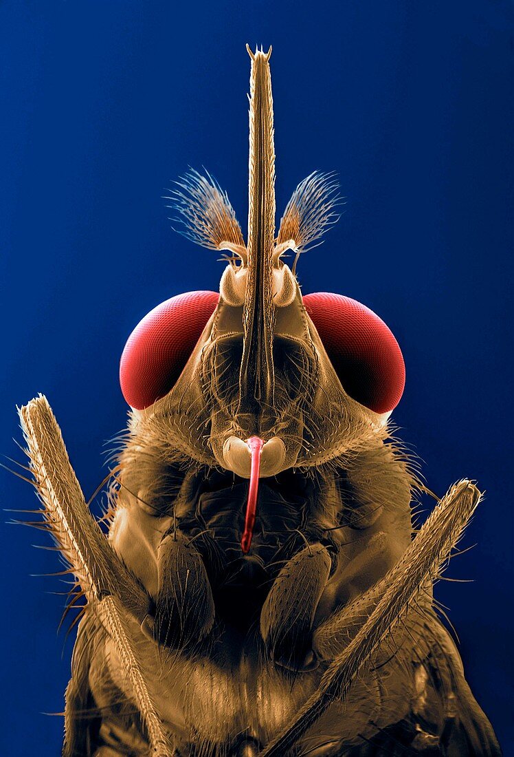 Tsetse fly,SEM