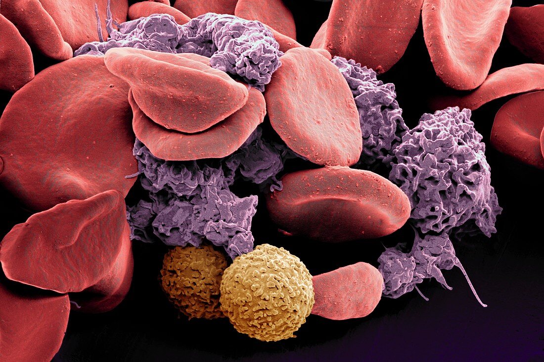 Blood cells,SEM