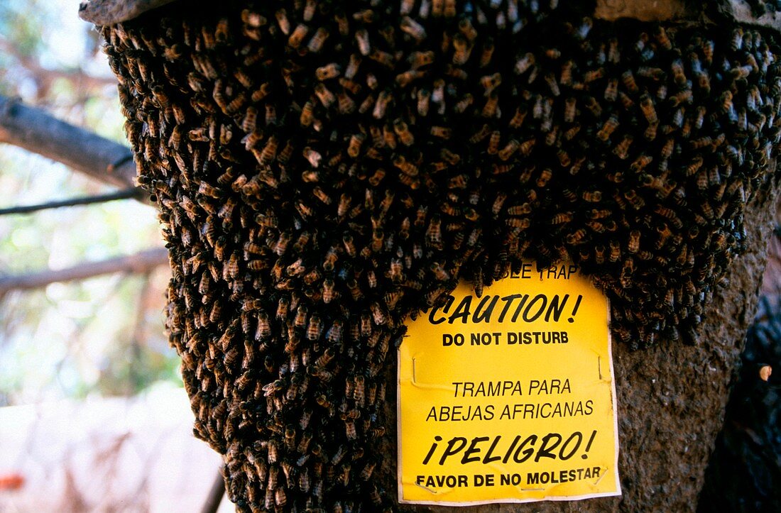Killer bee swarm trap