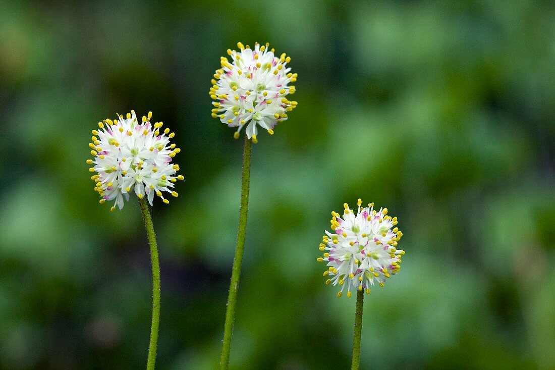 Swamp lily (Tofieldia occidentalis)