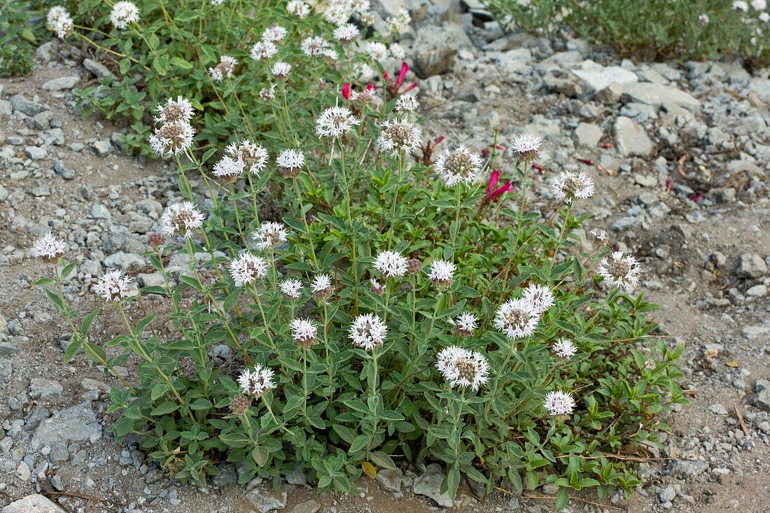 Coyote mint (Monardella odoratissima)