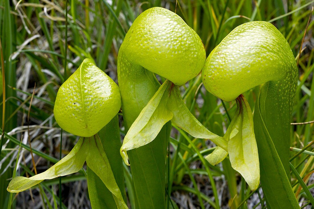 Cobra lily (Darlingtonia californica)