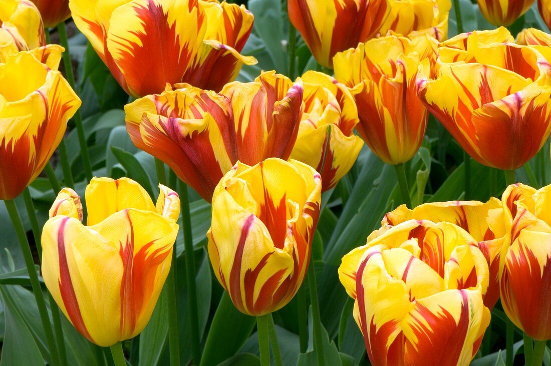 Tulips (Tulipa 'Holland Queen')