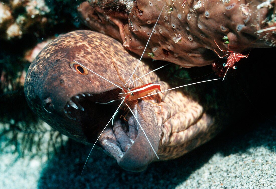 Cleaner shrimp cleaning a moray eel