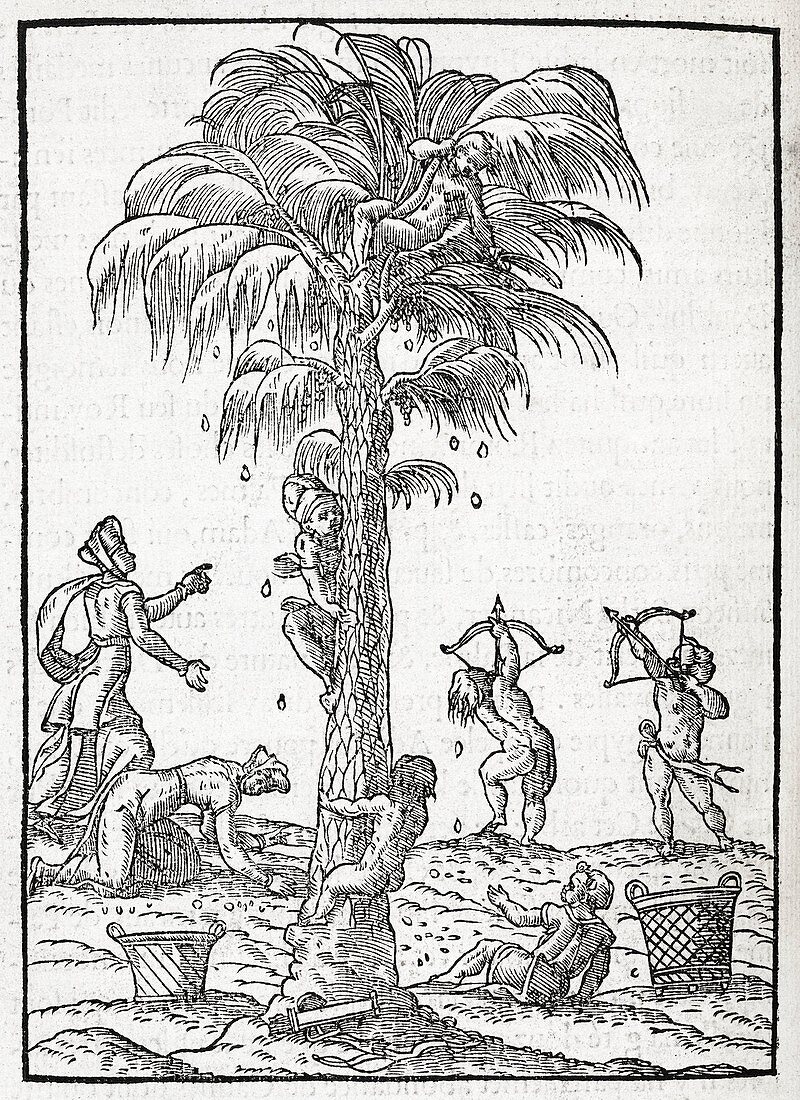 Egyptian palm tree,16th century artwork