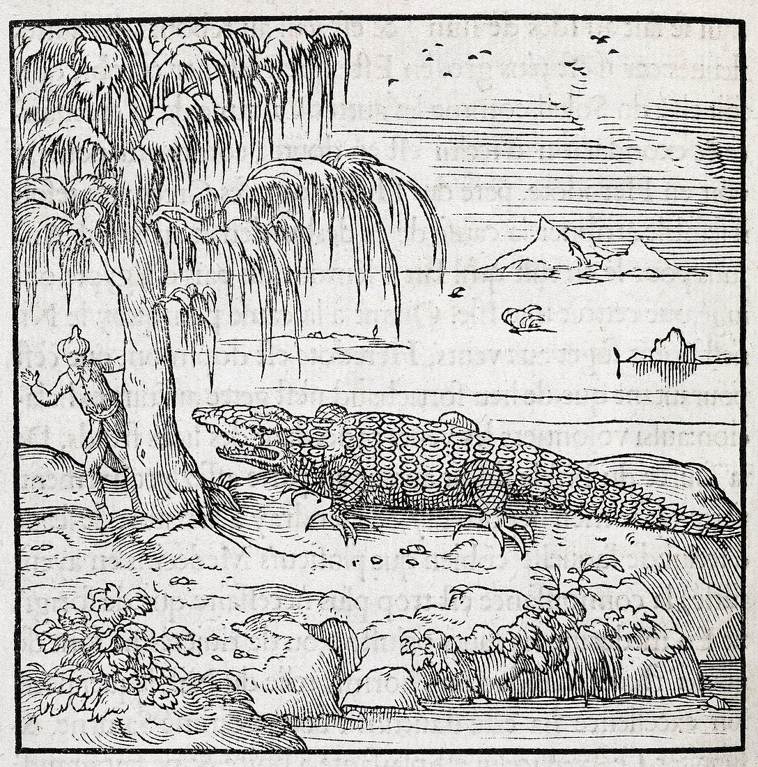 Nile crocodile,16th century artwork