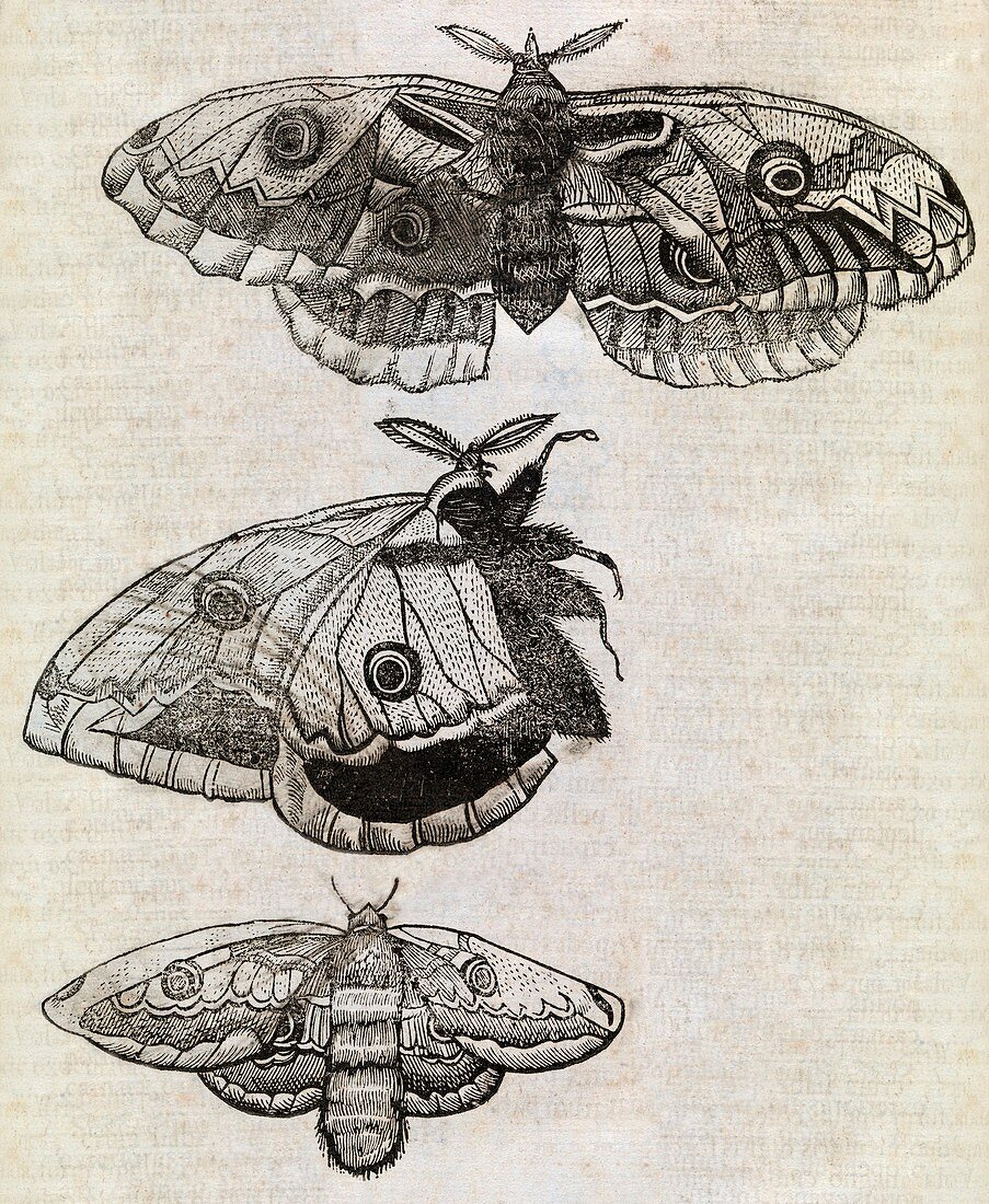 Moths,17th century artwork