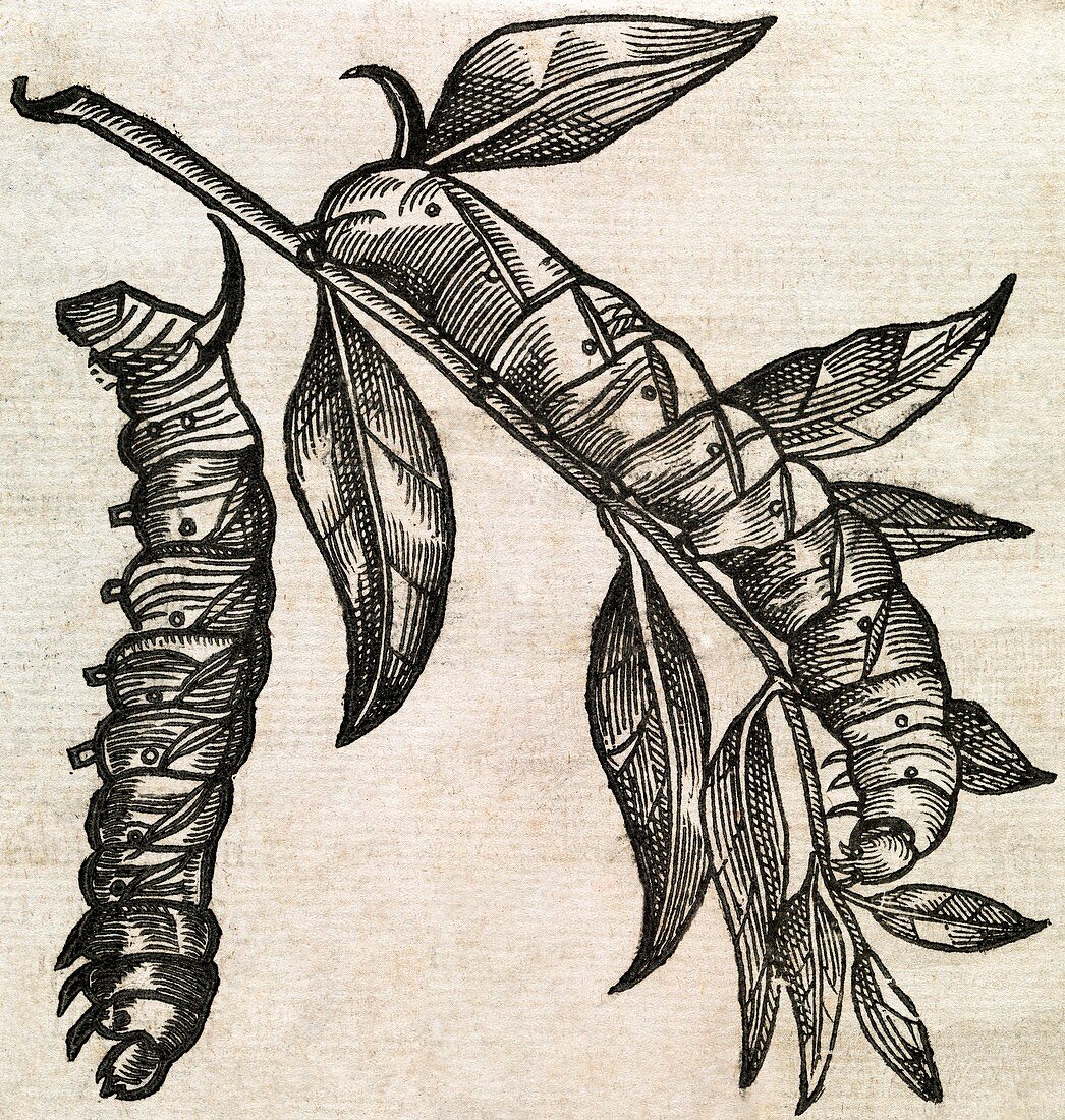 Caterpillars,17th century artwork