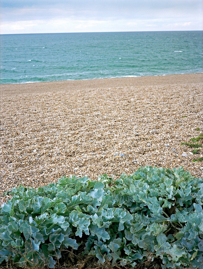 Sea kale on a beach