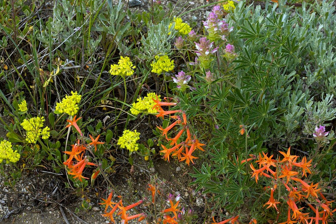 Mountain flowers,USA