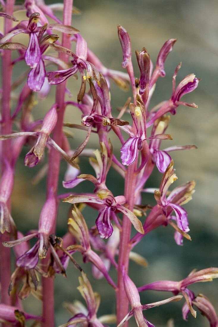 Coralroot (Corallorhiza mertensiana)