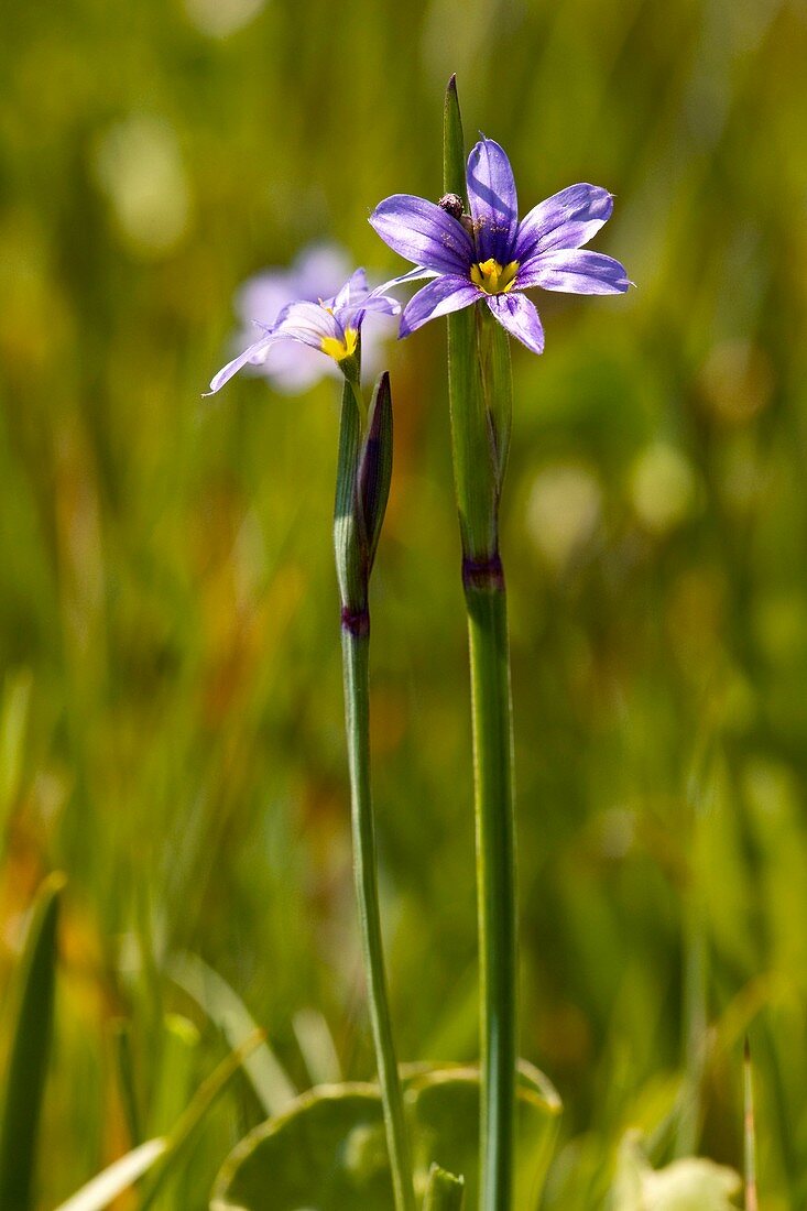 Blue-eyed grass (Sisyrinchium idahoense)