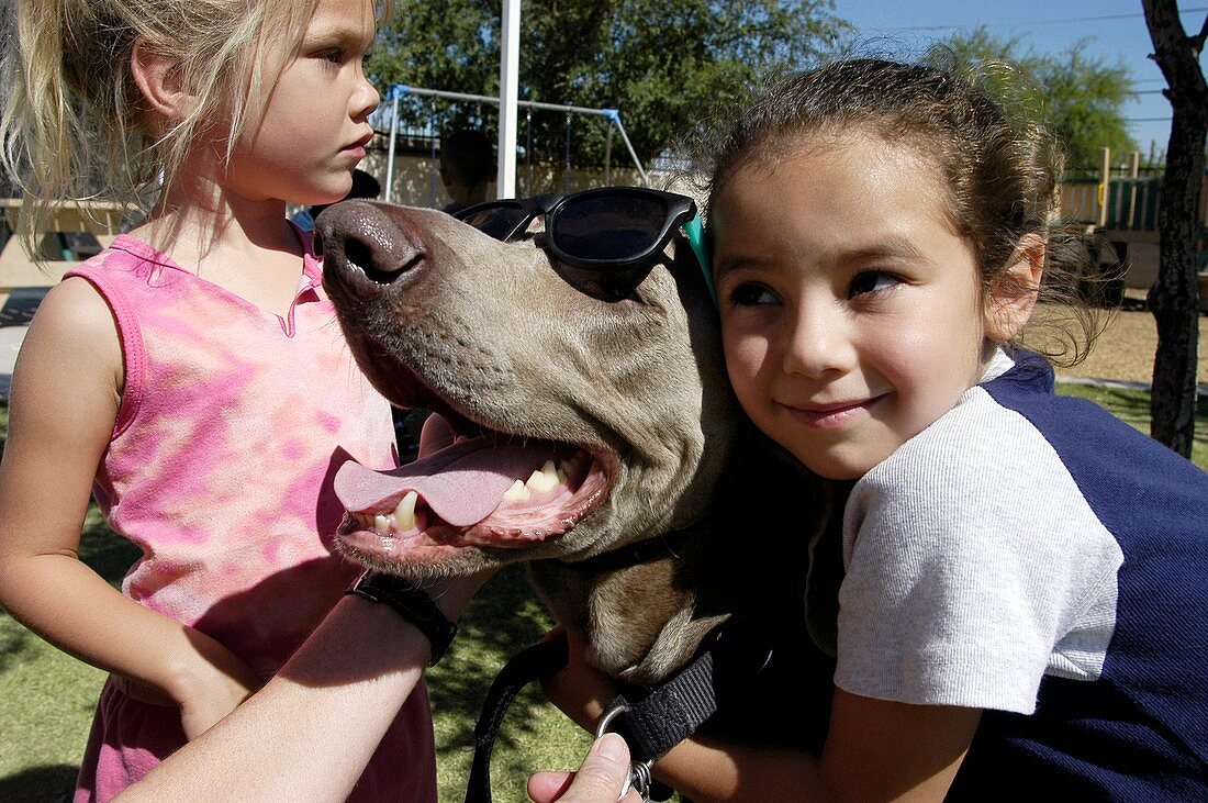 Animal therapy