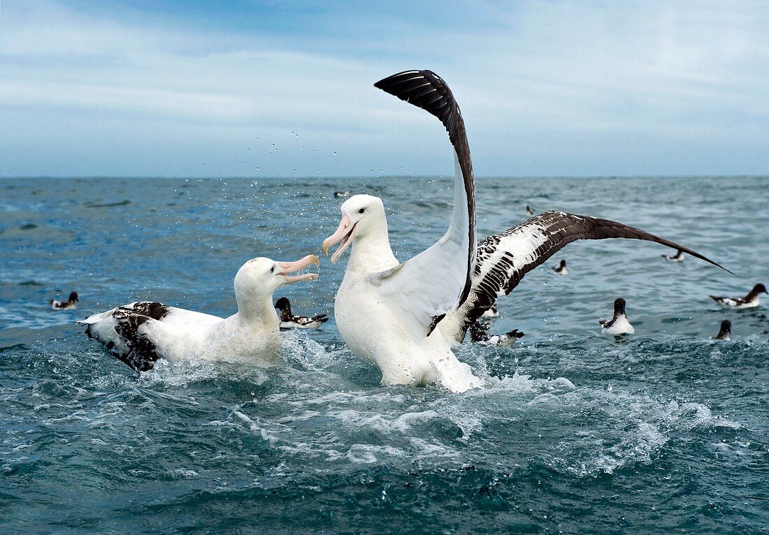 Gibson's wandering albatrosses