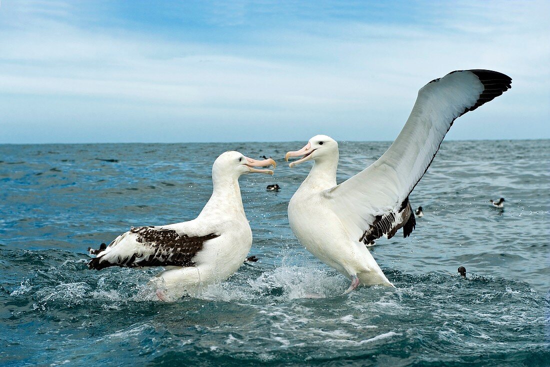 Gibson's wandering albatrosses