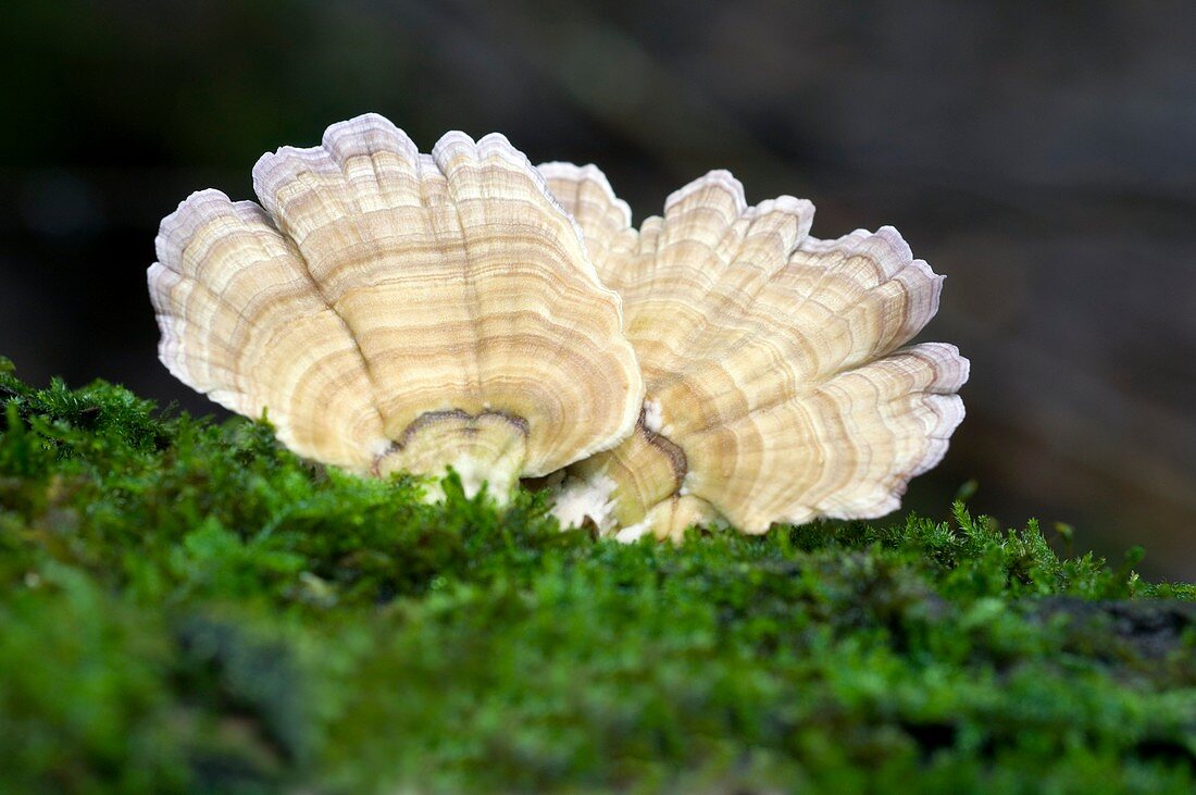 Turkeytail fungus (Trametes versicolor)