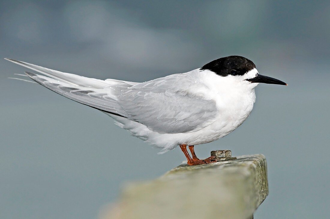 White-fronted tern