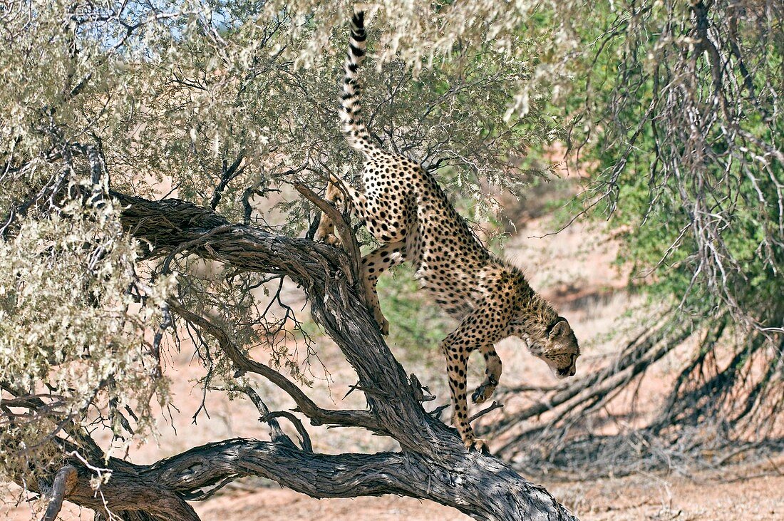 Cheetah climbing off a tree
