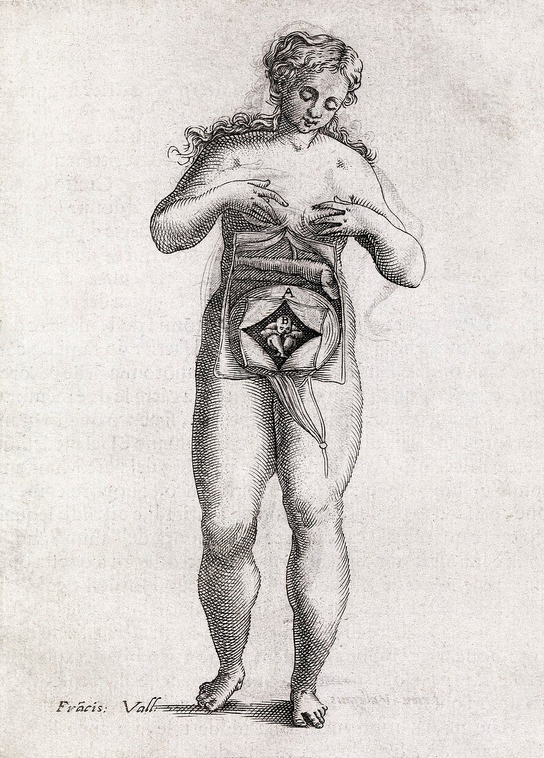 Foetus in uterus,17th century artwork