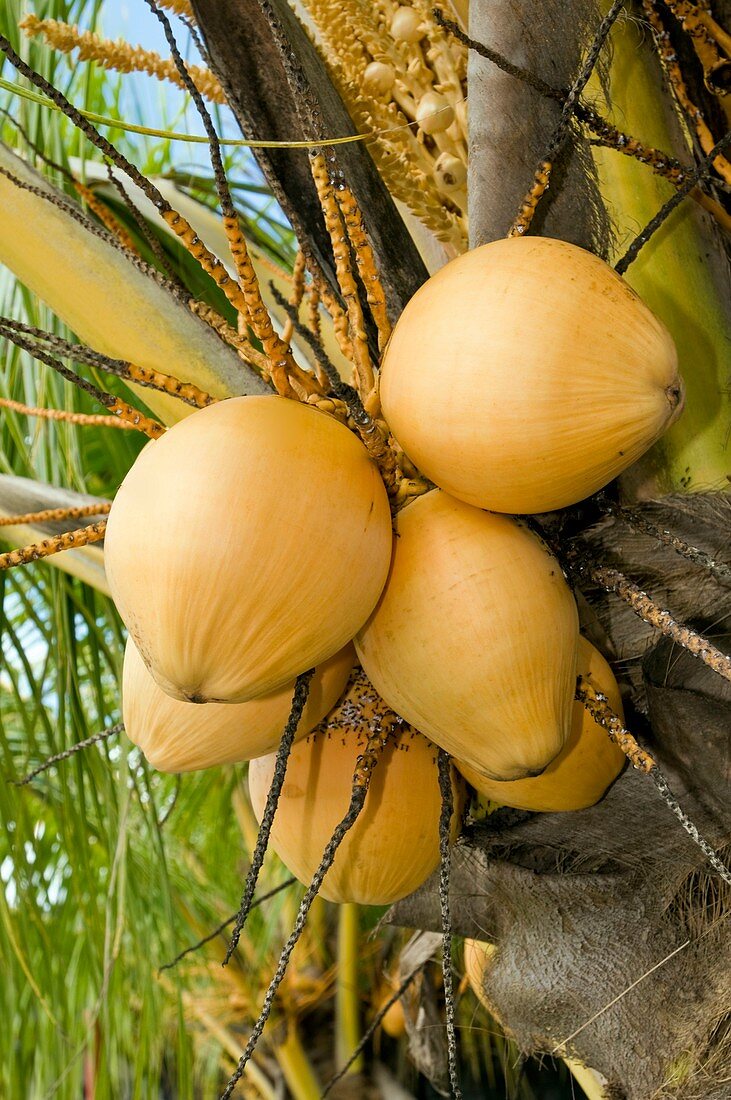 Coconuts on a coconut palm
