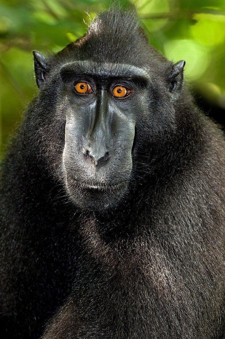Crested black macaque