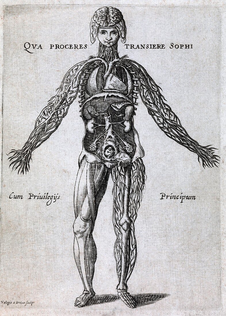 Female anatomy,17th century artwork
