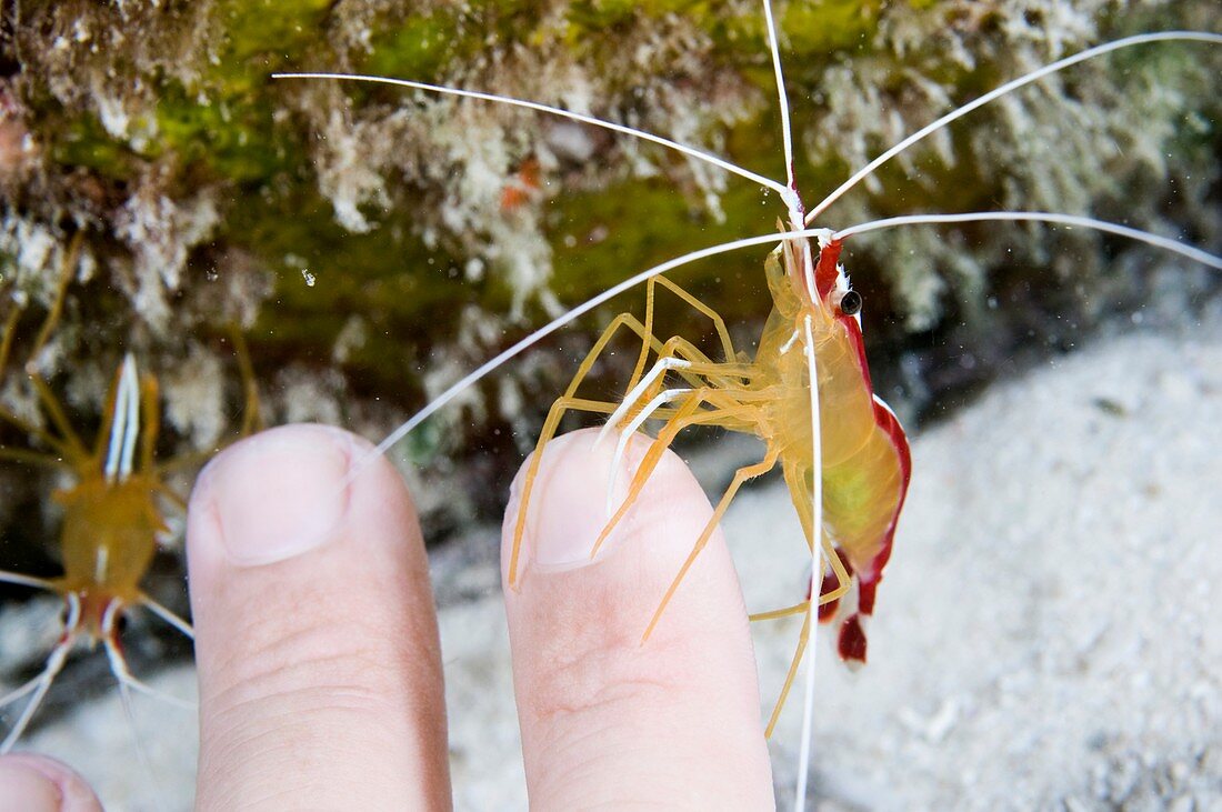 Cleaner shrimp cleaning a diver's fingers