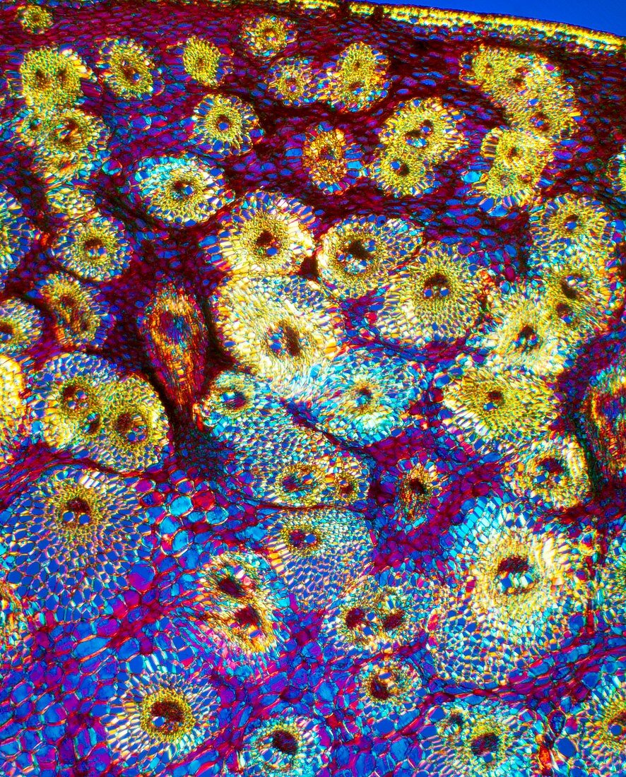 Sugar cane stem,light micrograph