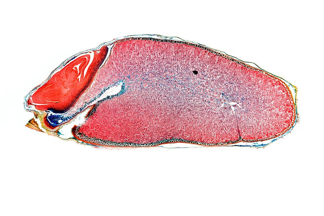 Wheat grain,light micrograph