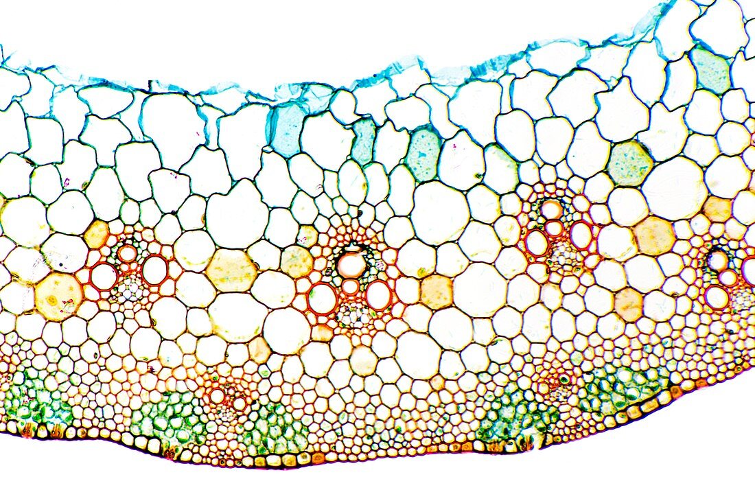 Wheat stem,light micrograph