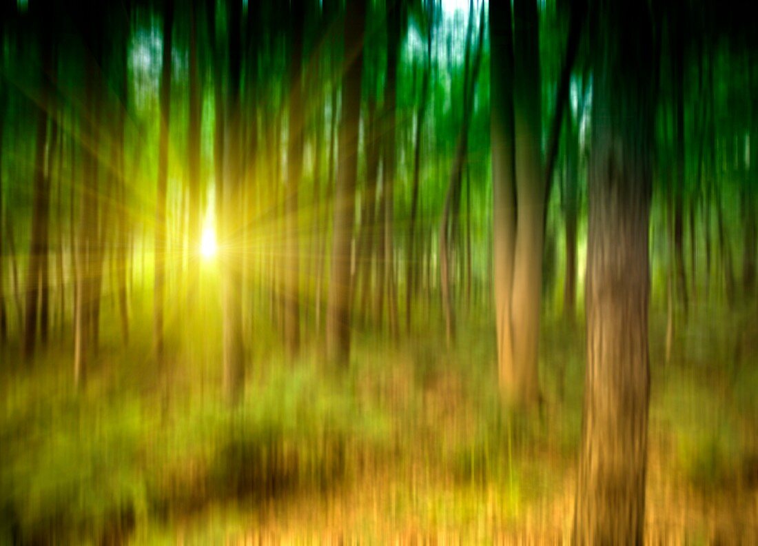 Sunlit forest,artwork
